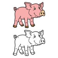funny piggy