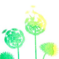 watercolor dandelion background N7