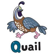 Little quail for ABC Alphabet Q