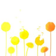 watercolor dandelion background N9