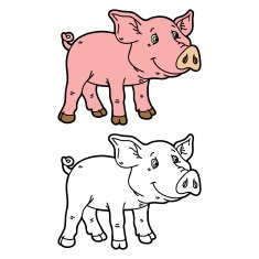 funny piggy