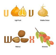 Alphabet U-X letter ugli fruit vidalia onion walnut ximeni a vec