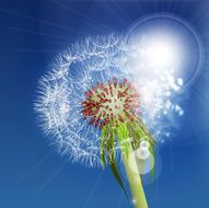 Dandelion seeds blown in the blue sky