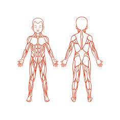 Anatomy of children muscular system exercise and muscle guide