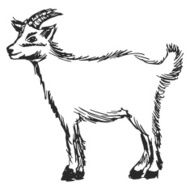 little goat