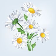 Bouquet camomile Greeting card with flowers - Illustration