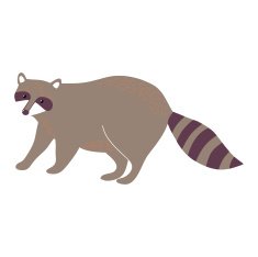 Racoon