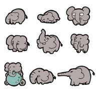 Elephant N13