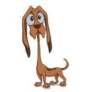Bloodhound puppy