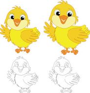chicks on the white background