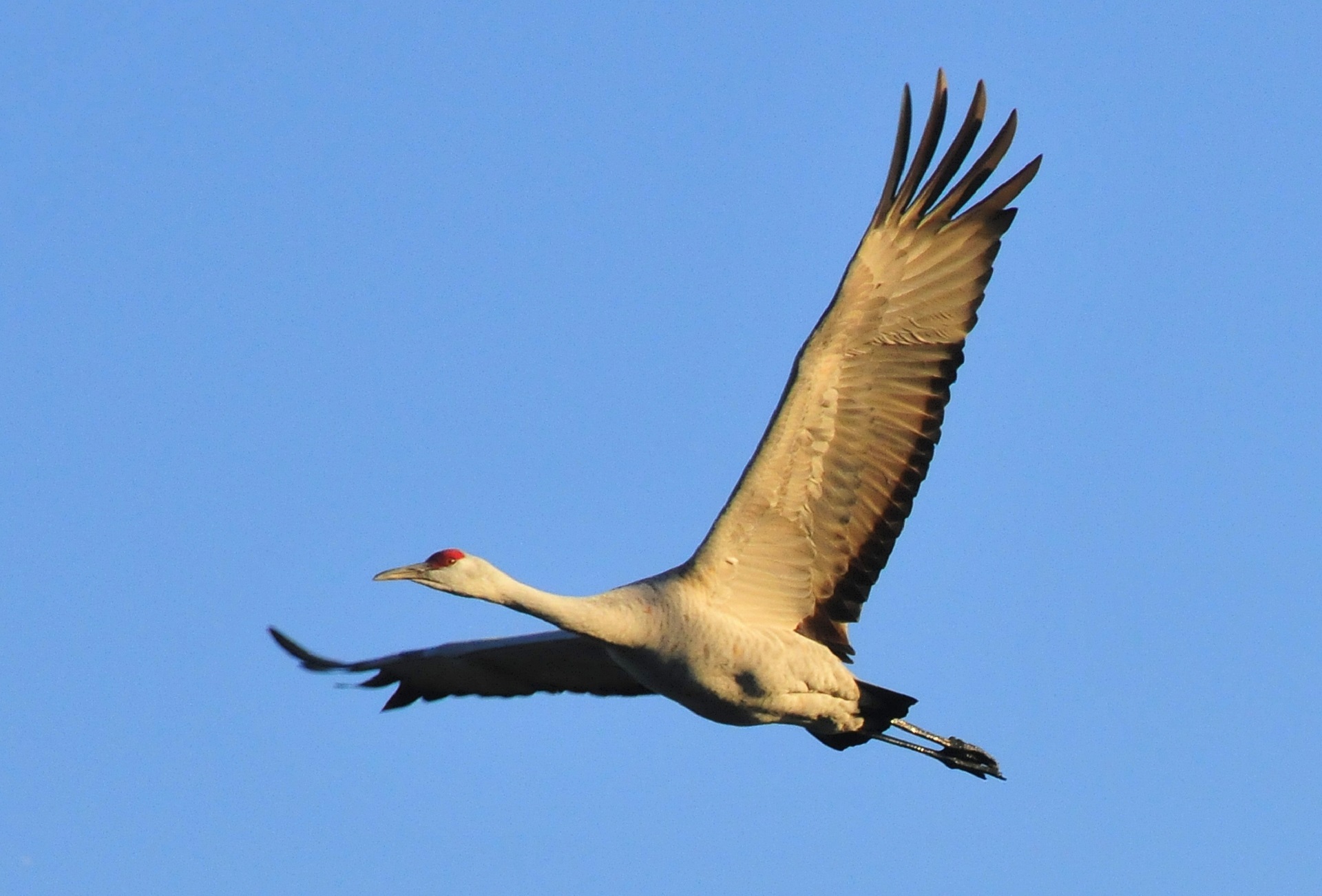 Flying Sandhill Crane in wildlife free image download