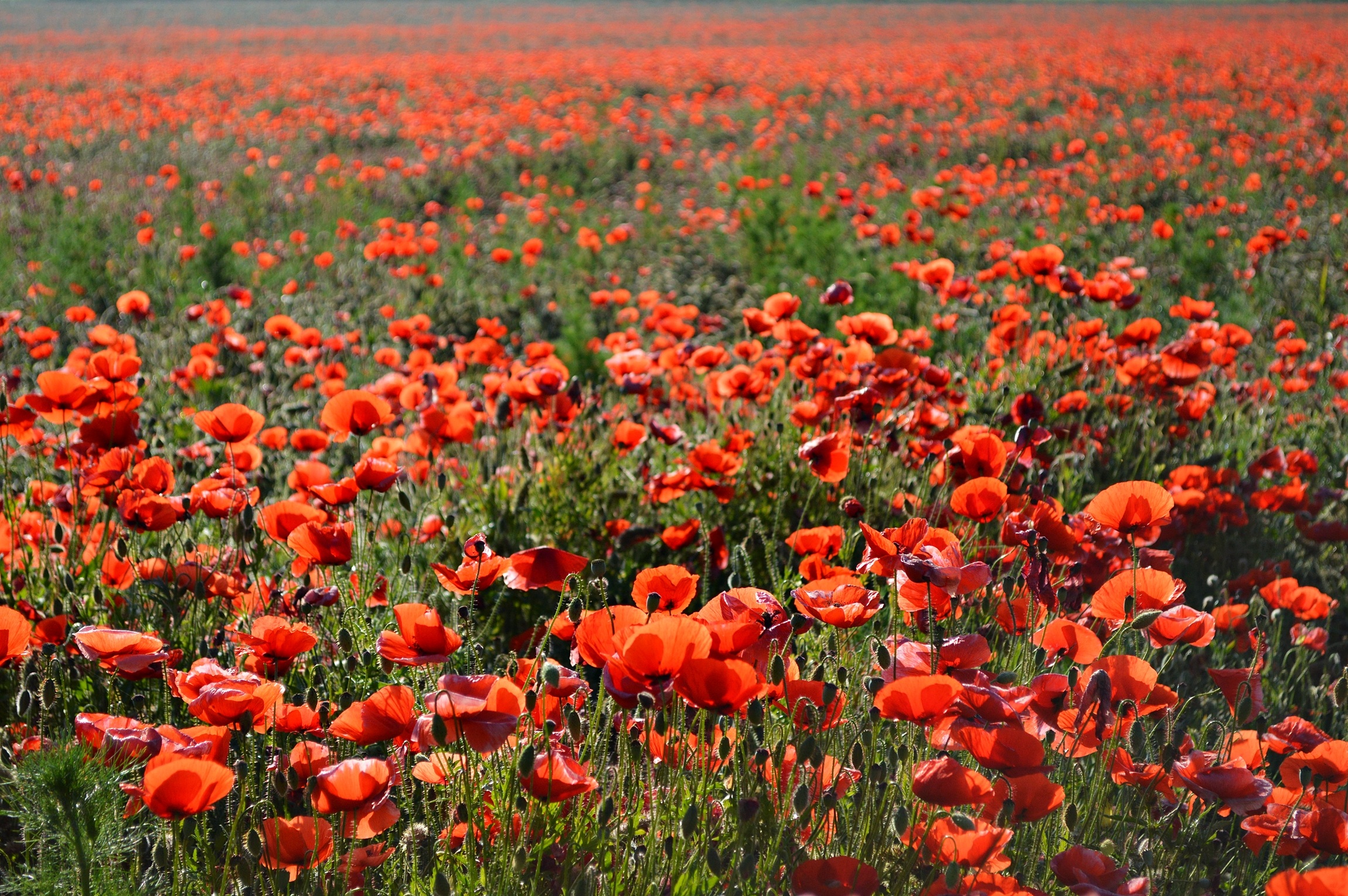 Landscape Of Red Poppy Field Free Image