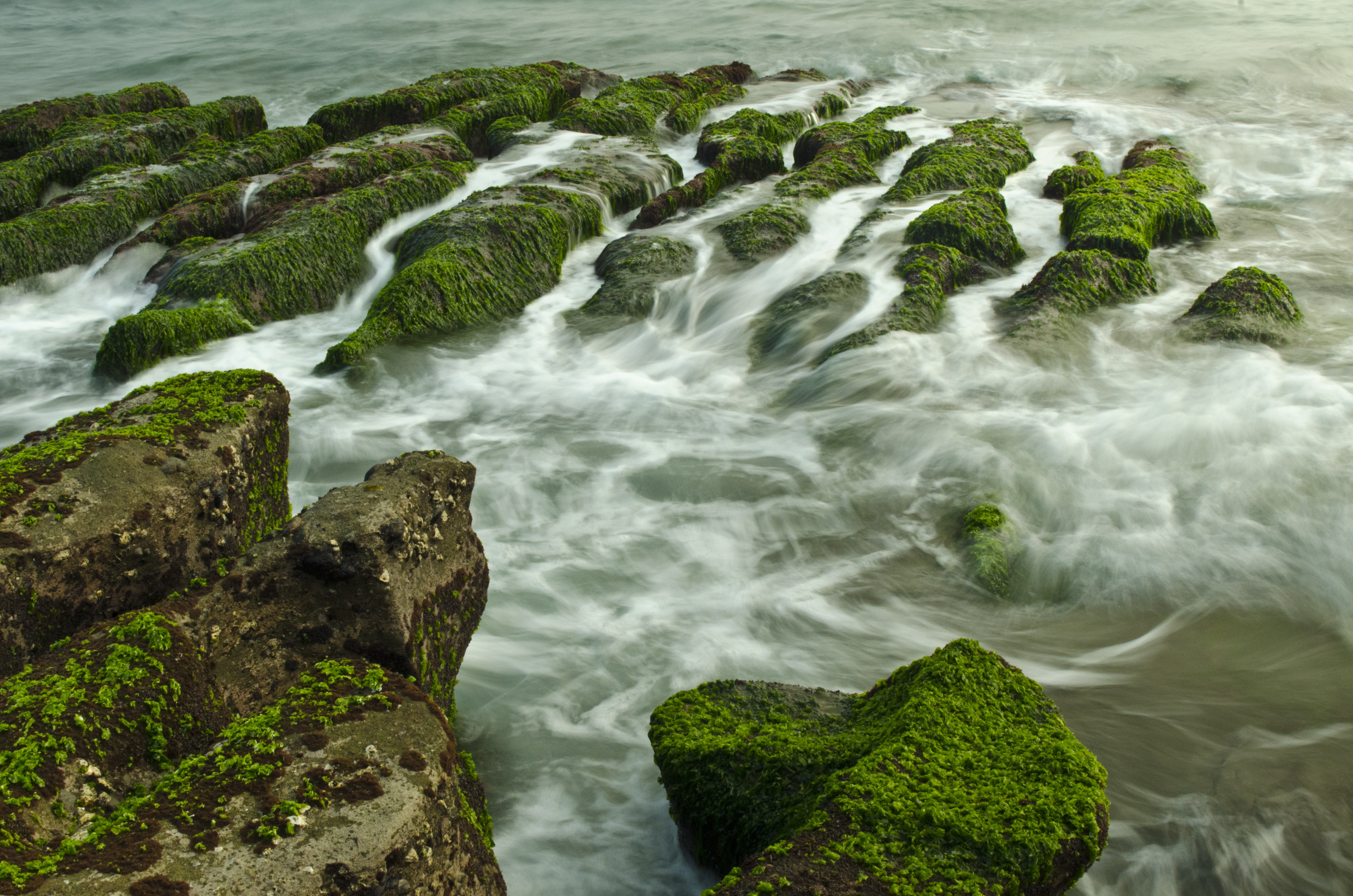 Зеленое быстро. Водоросли пейзаж. Растения волнами. Algal. Yosun.