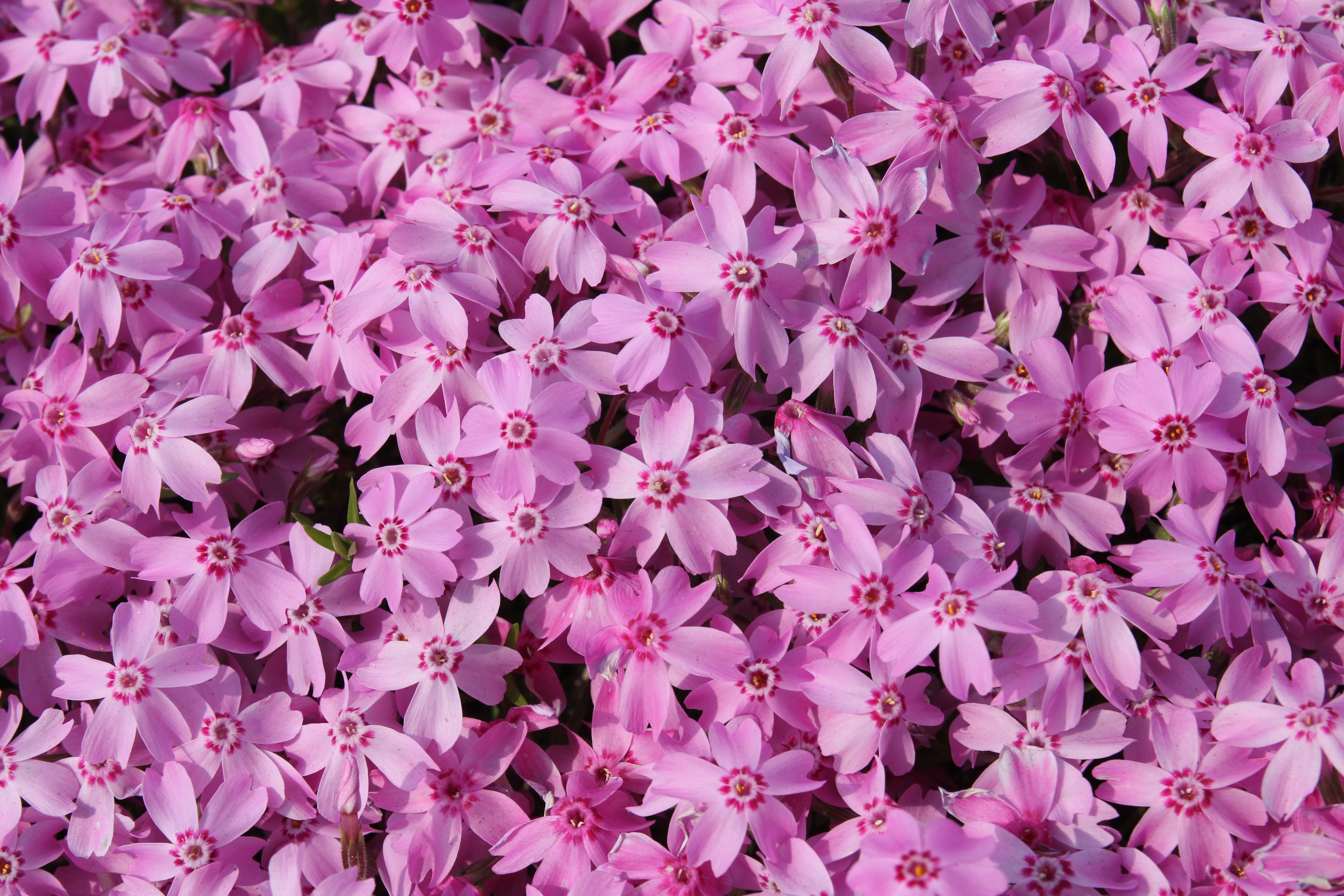 Lot flowers. Спринг Пинк. Lots of Flowers.