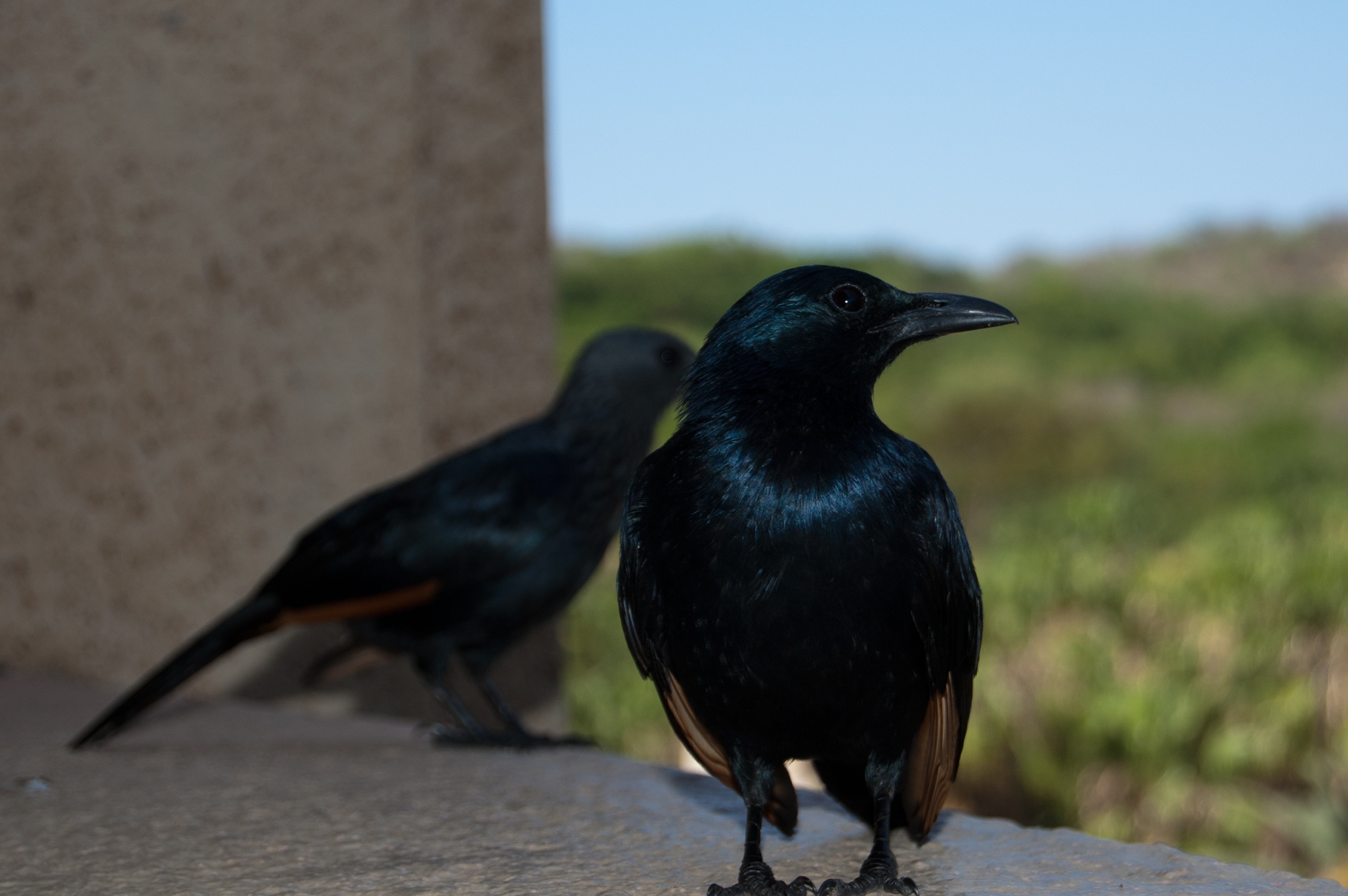Black raven south africa free image