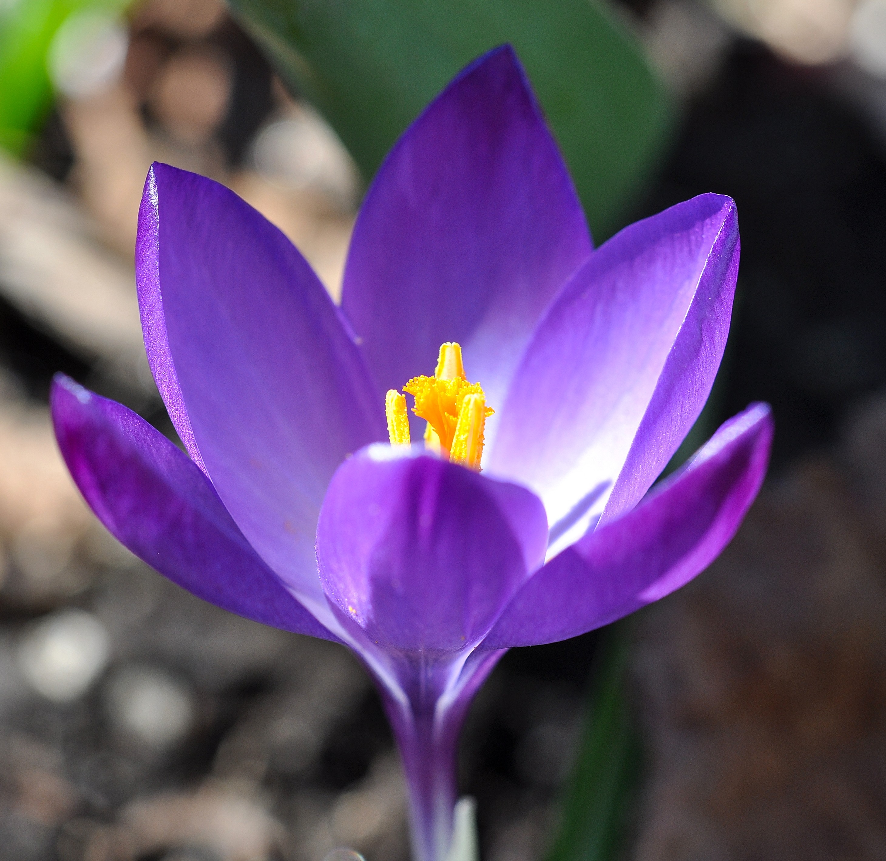 Violet crocus blossom free image download