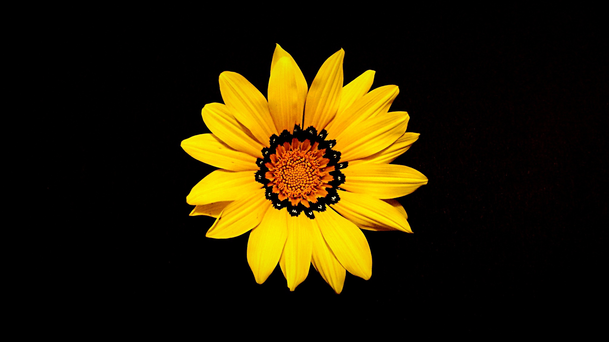 Фотопечать желтые цветы на черном фоне