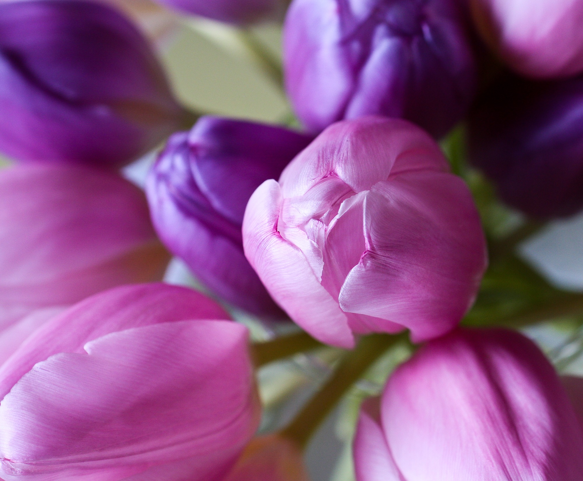 Bouquet of purple and pink tulips close-up free image download