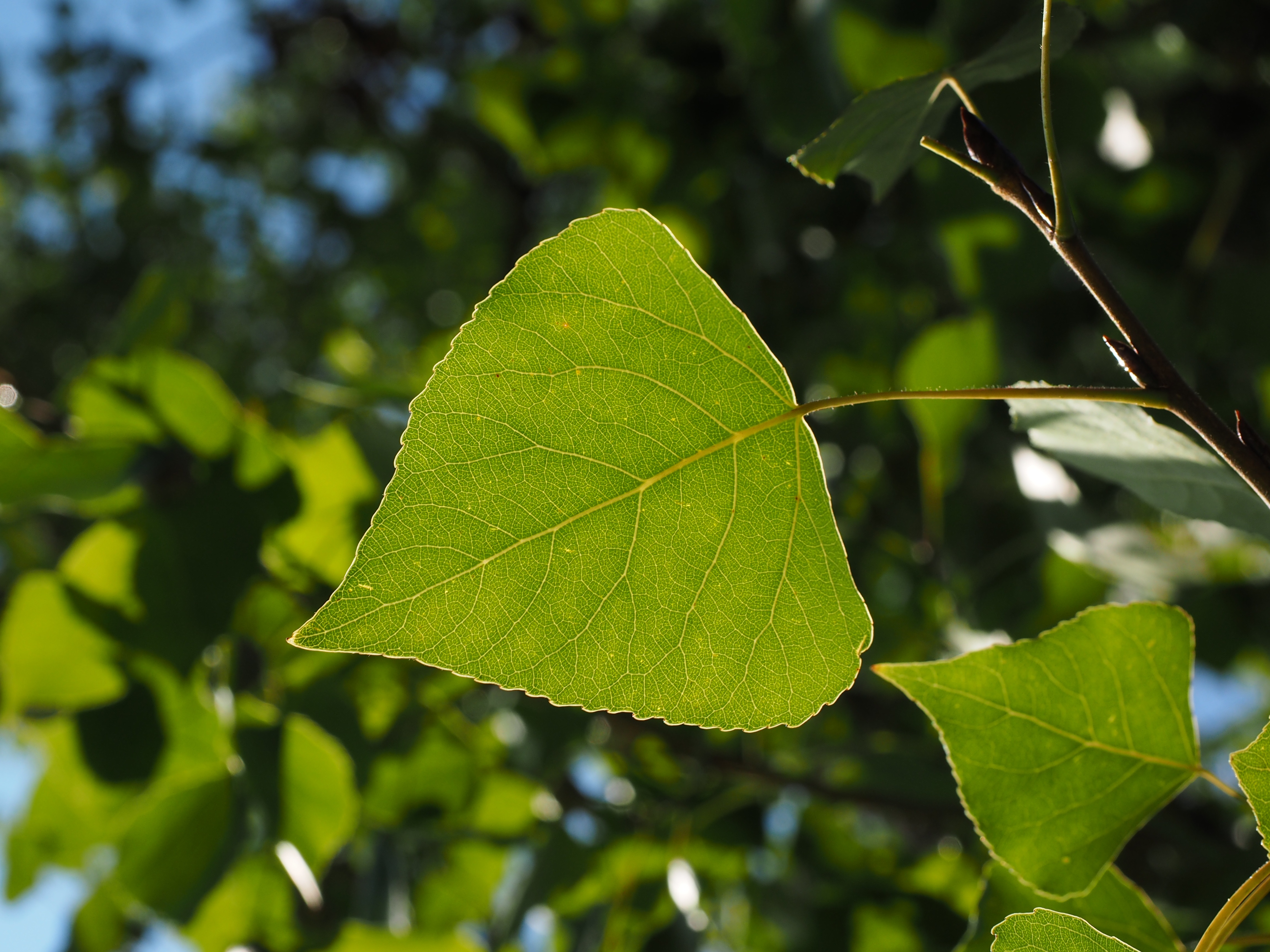 осенний лист тополя фото
