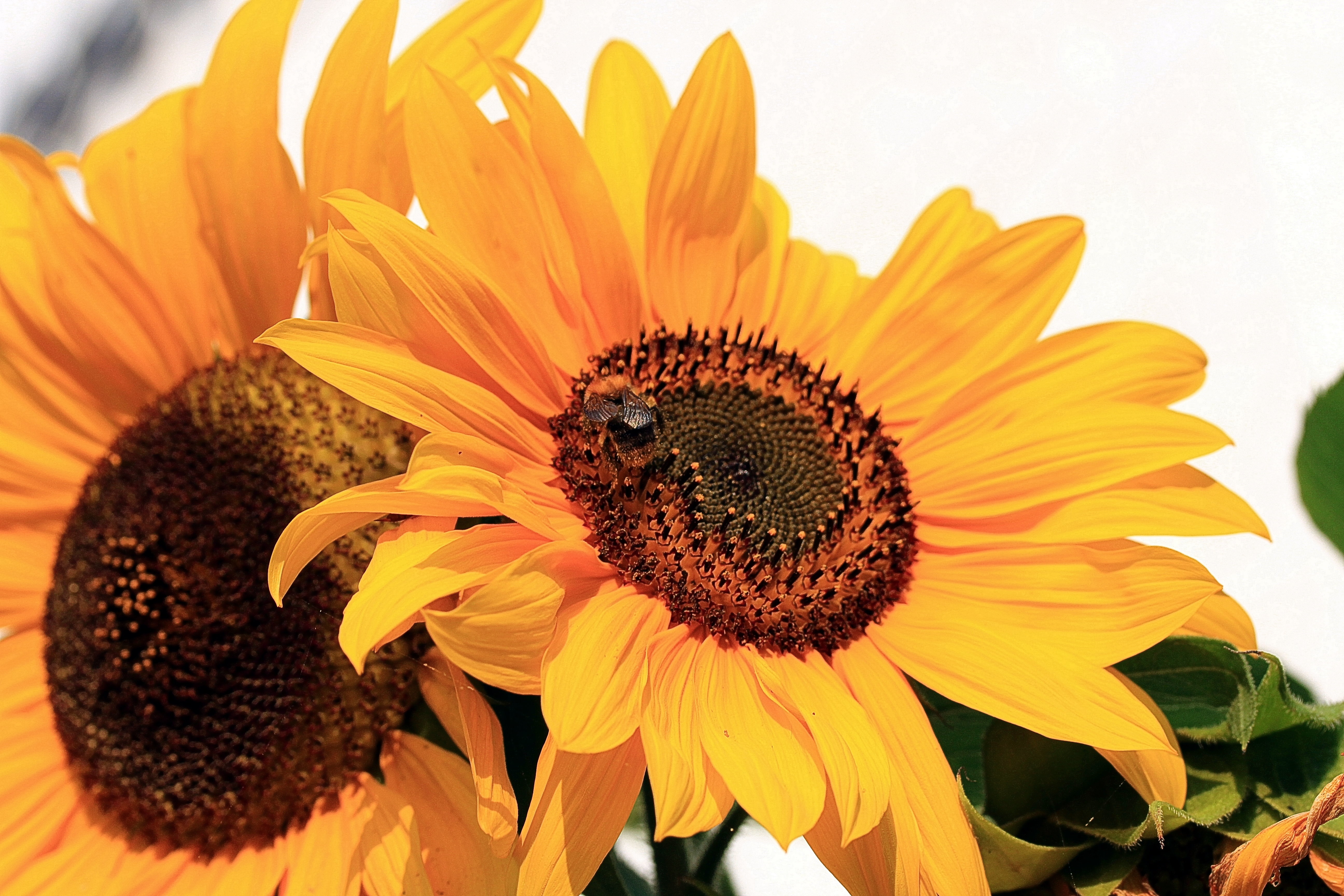 Фото коричнево желтые. Helianthus Orange Fire. Половина подсолнуха. Цветы Подсолнухи высокие красные. Подсолнух в виде капли.