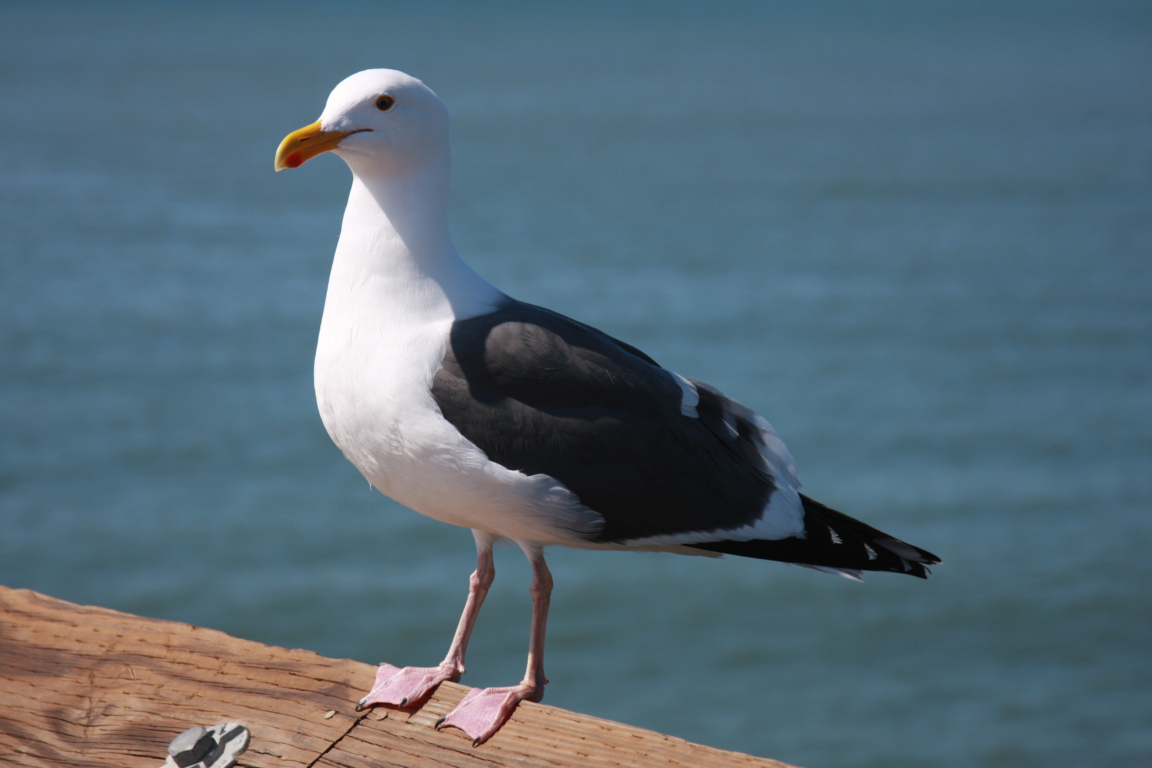 Чайка Seagull