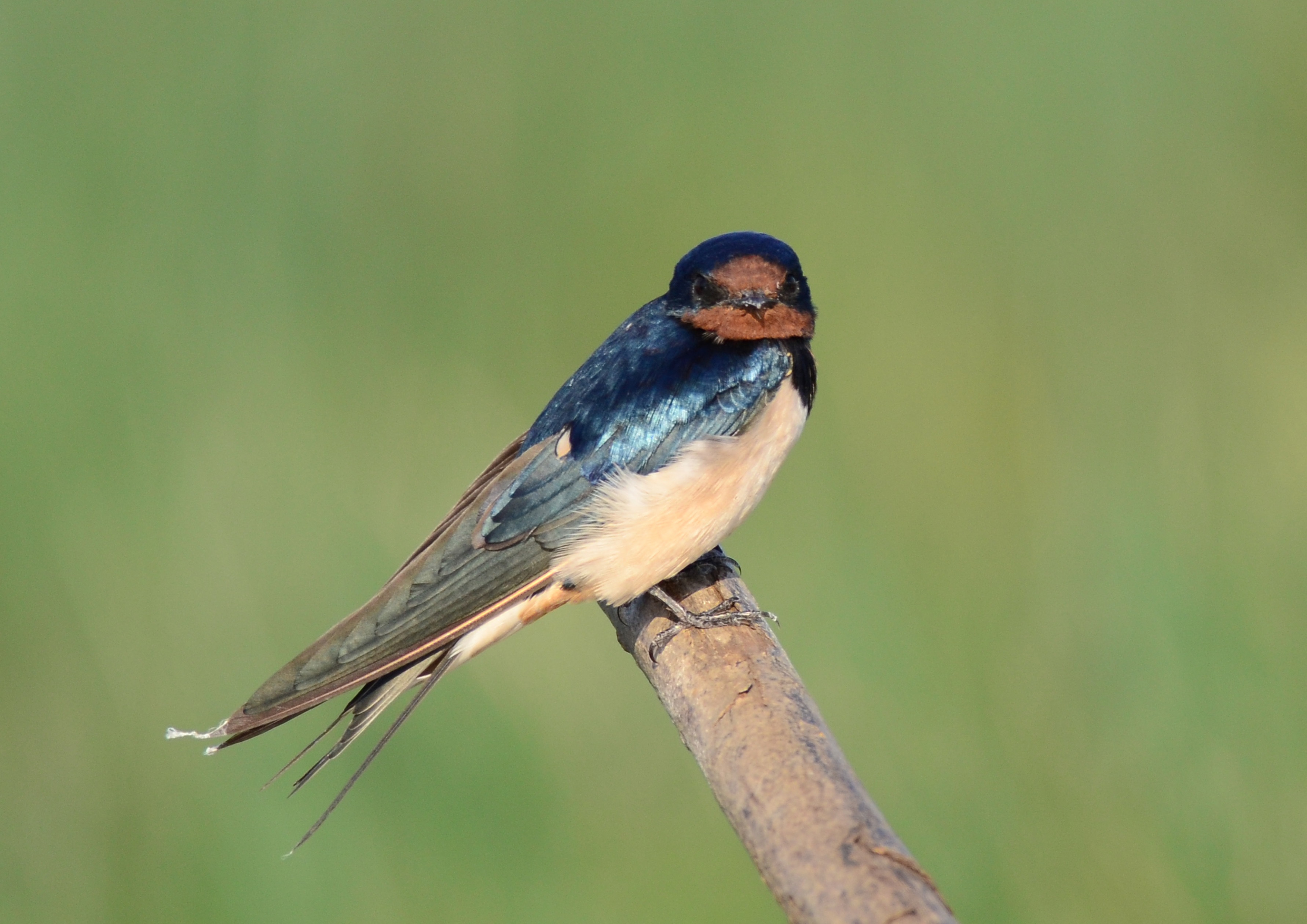 Little shiny bird sits on a bare branch free image download