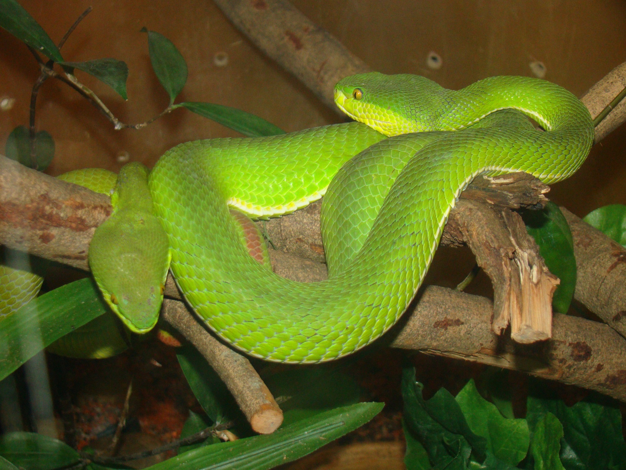 Palm pit vipers on the tree free image download