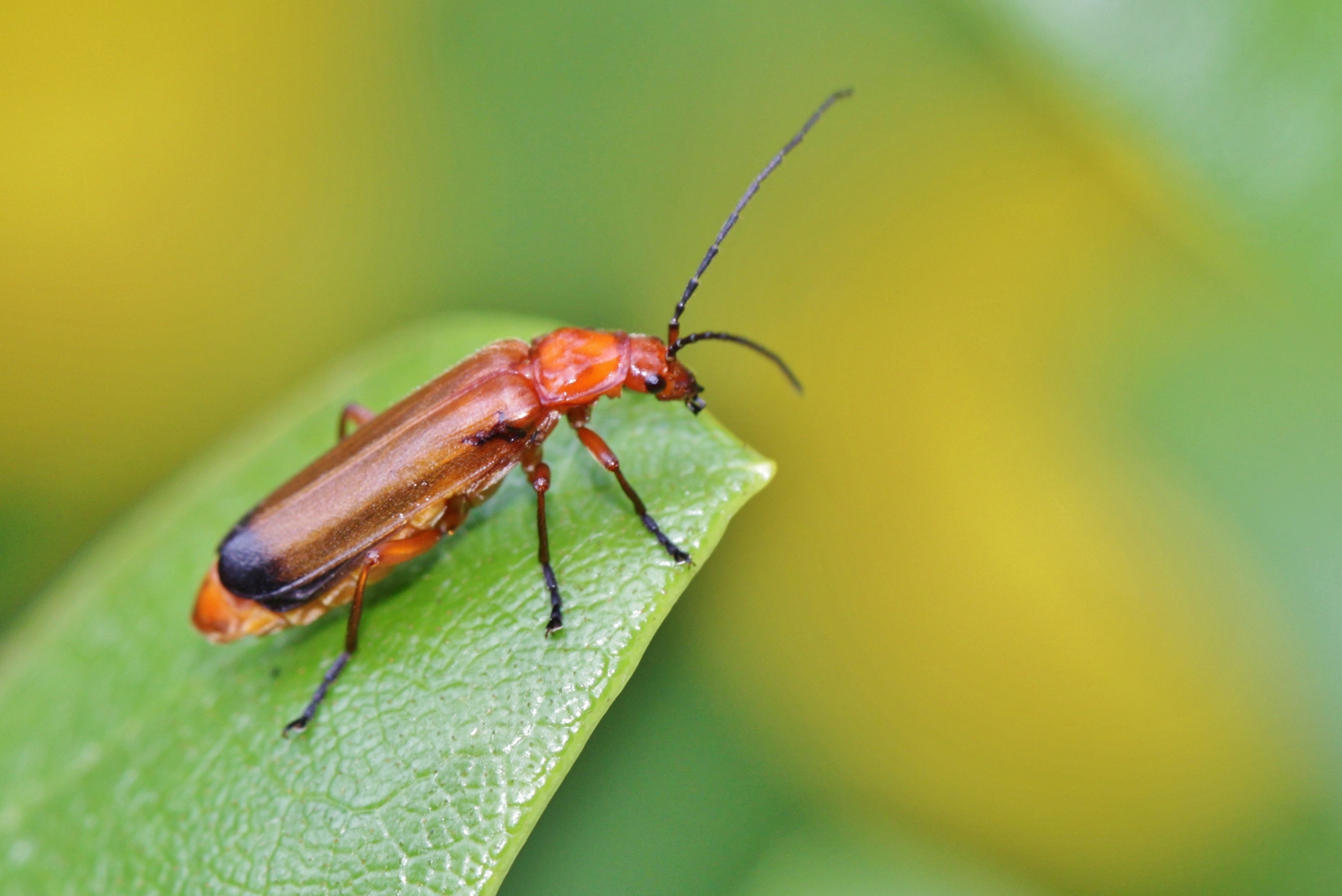 Red beetle on a green leaf of a plant close-up on blurred background ...