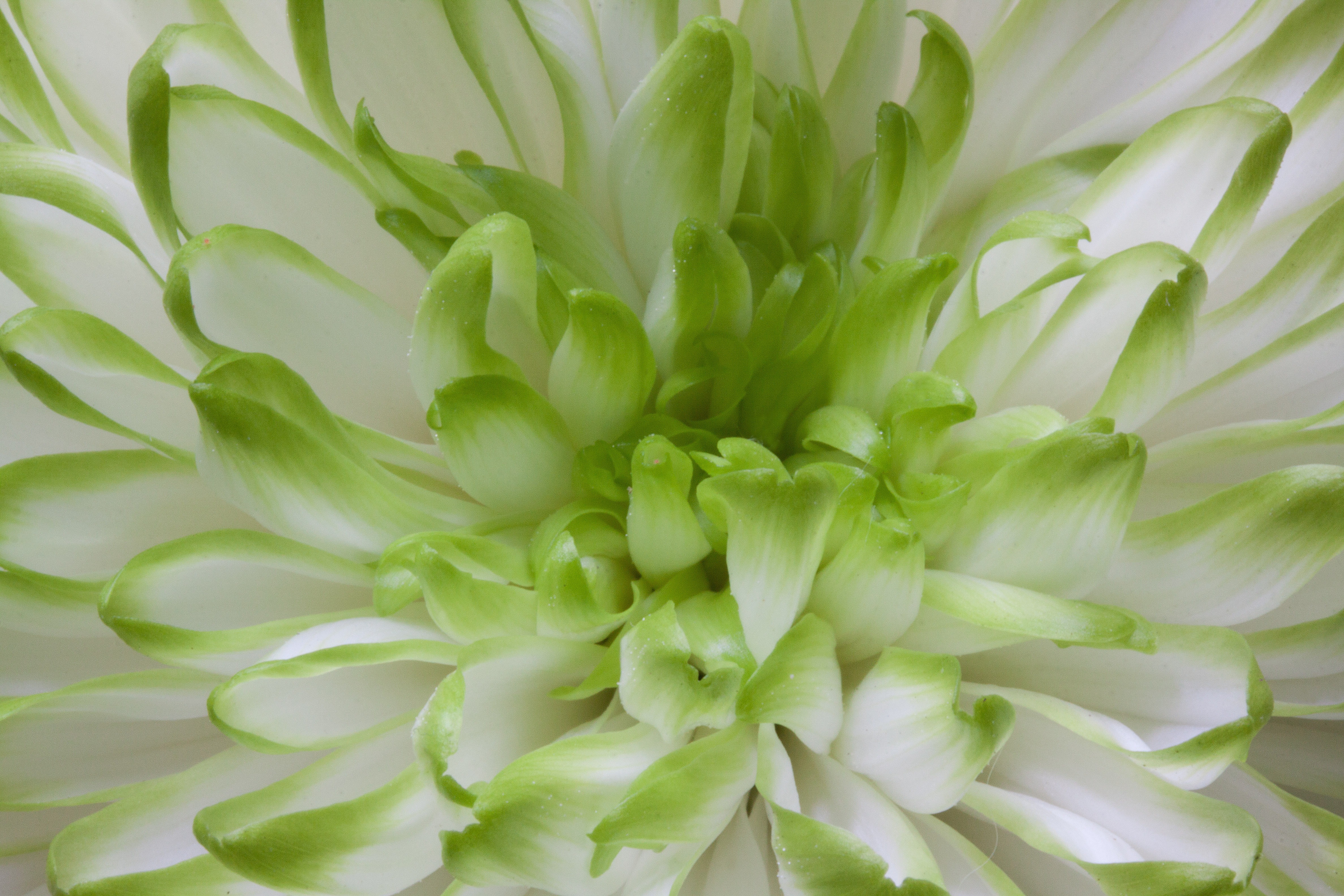 Цветок с бело салатовыми лепестками