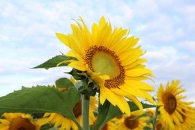 sunflower in the field close-up