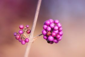 purple berries on the stem of a plant