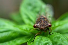 bug insect on green leaf close