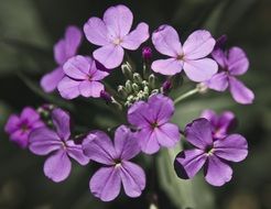 very beautiful honesty flower