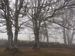 beech wood foggy forest