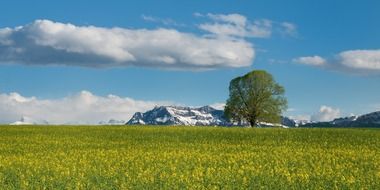 landscape of the mountain and field