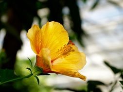 Picture of the yellow bloom in wilderness