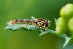 tiger dragonfly on a green leaf