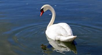 adorable swan in water swimming