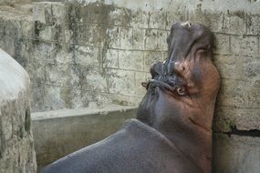 fat lazy hippo at the zoo