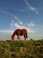 brown ranch horse