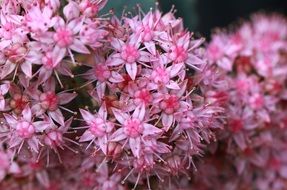 ornamental shrub with pink flowers