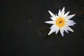white lily on a black background