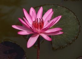 pink waterlily flower India