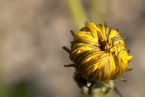 dandelion yellow bud