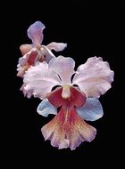 white and pink orchid exotic flower