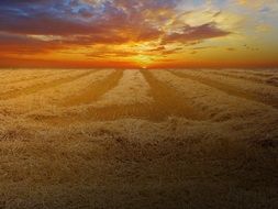 big wheat field at the sunset