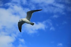 seagull in nature