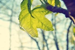 closeup photo of Green maple leaf at the sunlight