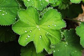 green beaded leaf dew drip macro view