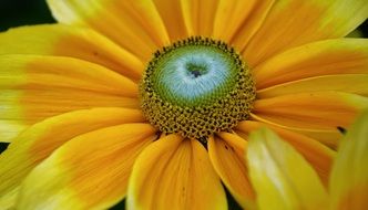 delightful yellow plant